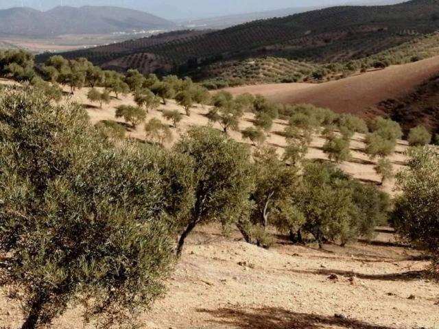 Terreno en Venta en Campillos