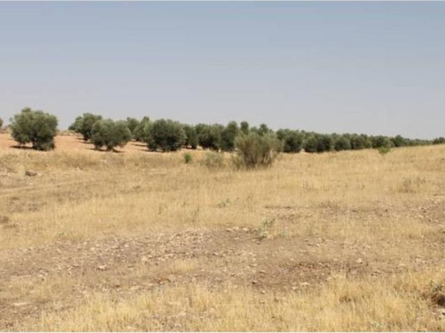 Terreno en Venta en Campo de Criptana