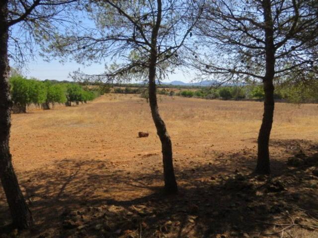 Terreno en Venta en Campos