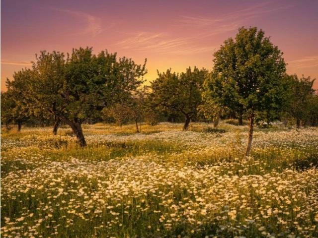 Terreno en Venta en Campos