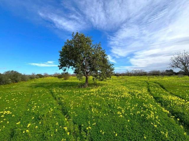 Terreno en Venta en Campos