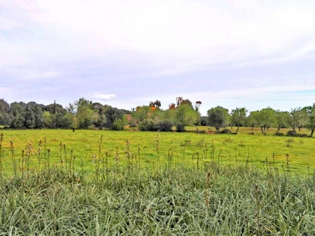 Terreno en Venta en Campos