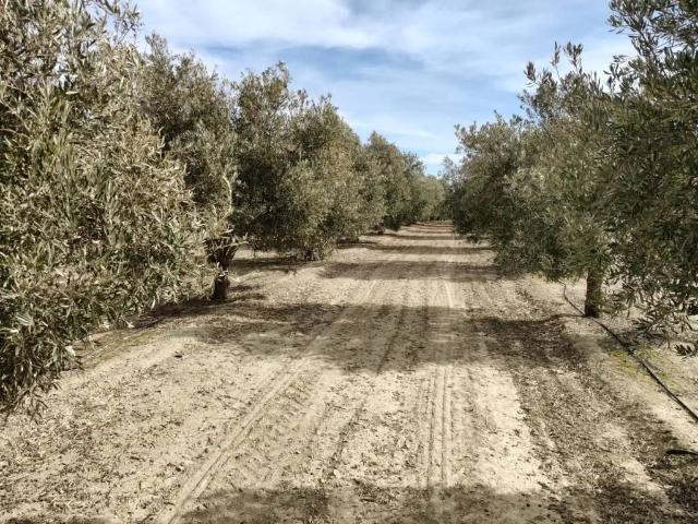 Terreno en Venta en Caniles