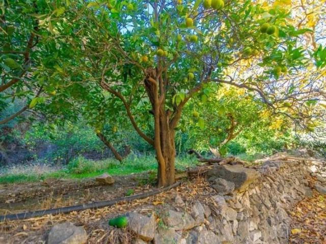 Terreno en Venta en Canillas de Albaida