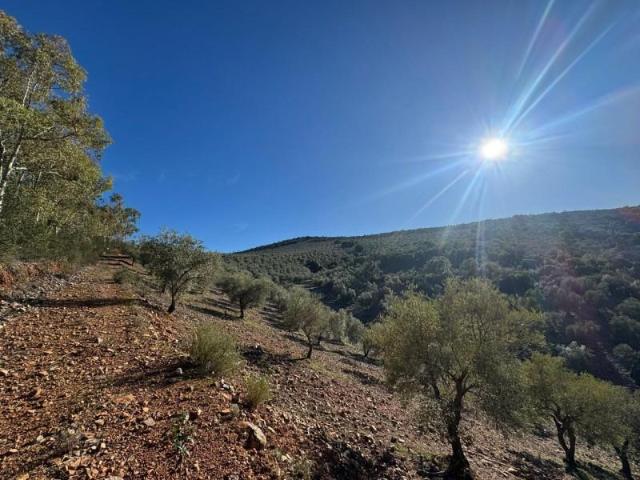 Terreno en venta en Castañar de Ibor, PELACILLAS, 10340