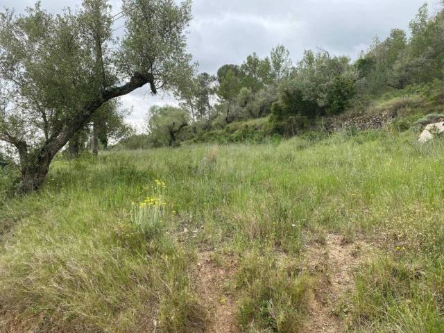 Terreno en Venta en Castellvell del Camp