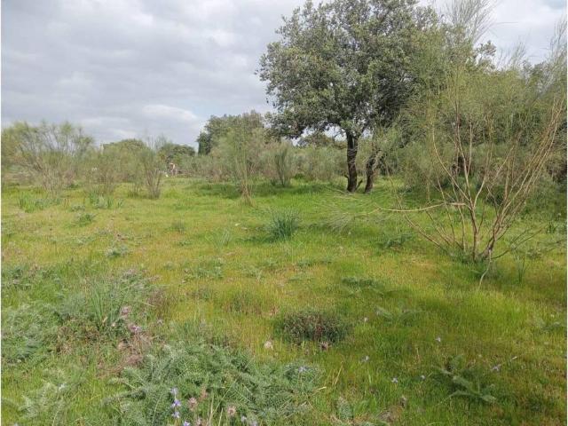 Terreno en Venta en Castilblanco de los Arroyos