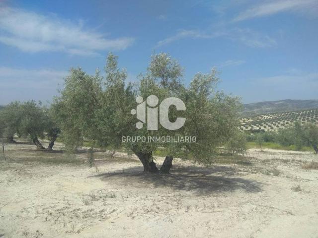 Terreno en Venta en Castro del Río