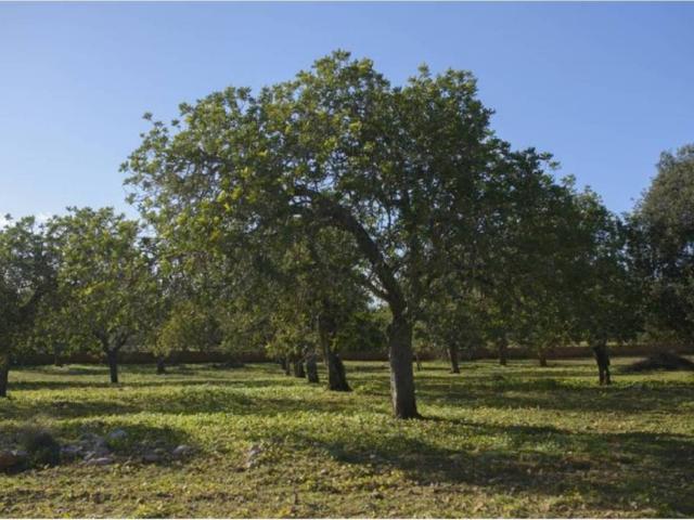 Terreno en Venta en Capdepera