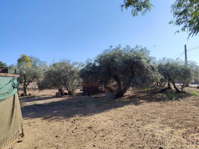 Terreno en Venta en Carmona