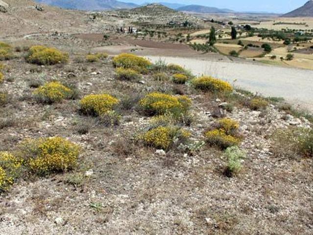 Terreno en Venta en Caravaca de La Cruz