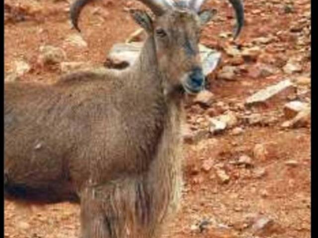 Terreno en Venta en Caravaca de La Cruz