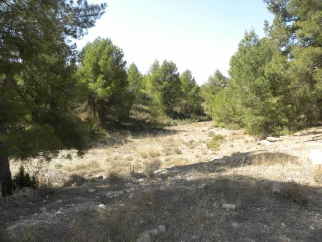 Terreno en Venta en Caravaca de La Cruz