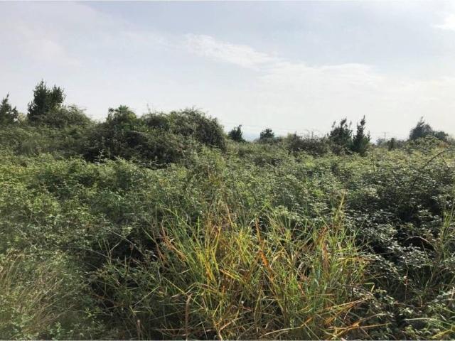 Terreno en Venta en Carcaixent