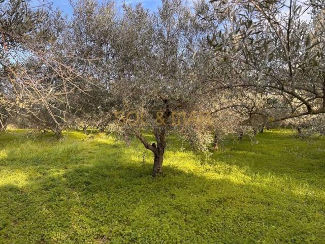 Terreno en Venta en Cártama