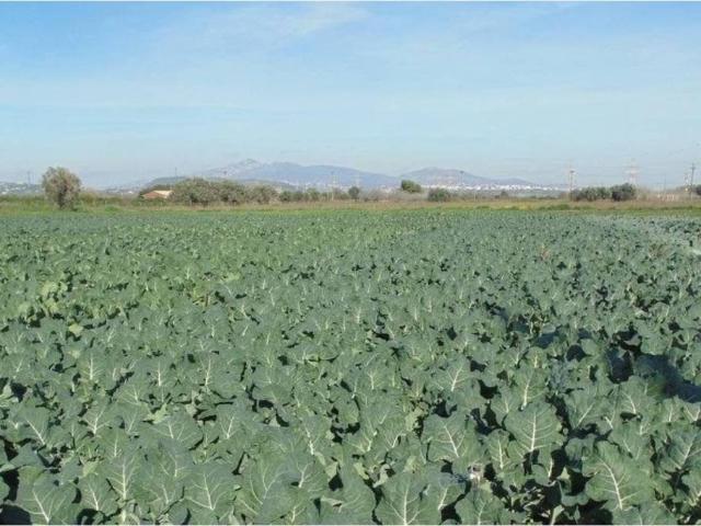 Terreno en Venta en Catral