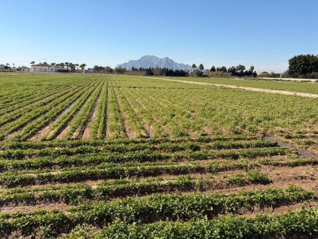 Terreno en venta en Catral, Comunidad valenciana