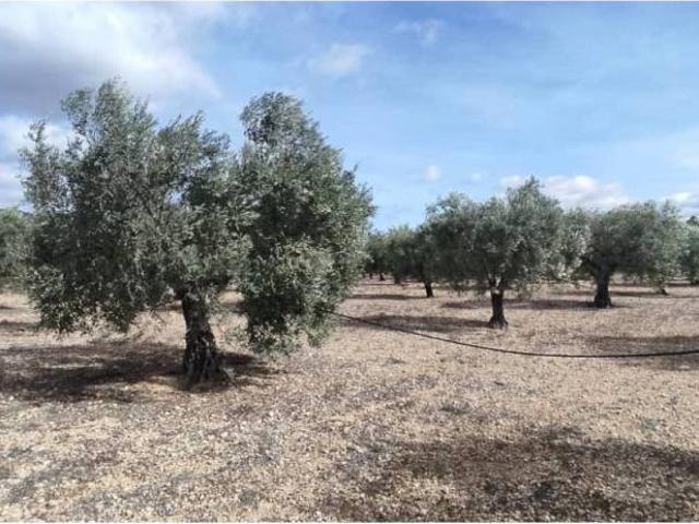 Terreno en Venta en Caudete