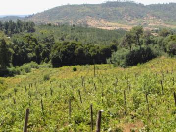Terreno en Venta en Cauquenes