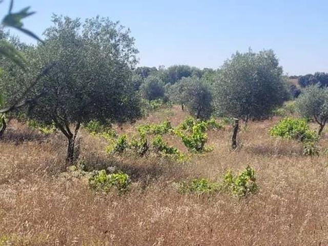 Terreno en Venta en Cazalegas