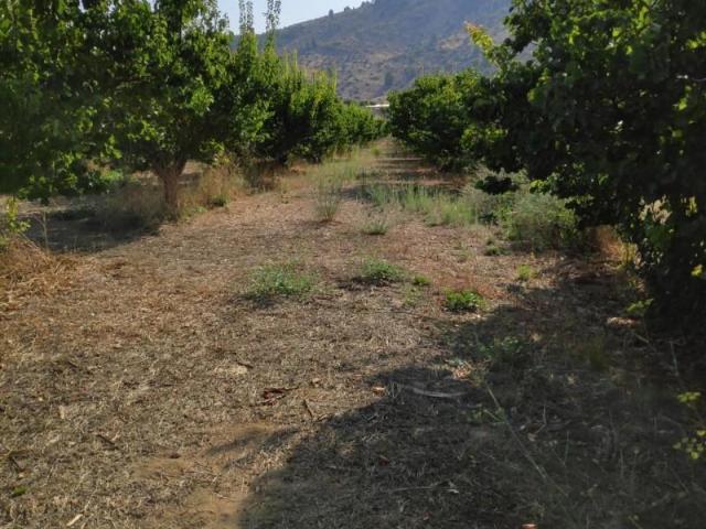 Terreno en venta en Cehegín