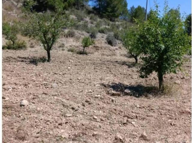 Terreno en Venta en Cehegín