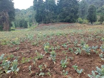 Terreno en Venta en Cerro Punta, Tierras Altas