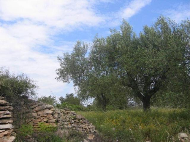 Terreno en Venta en Cervera del Maestre