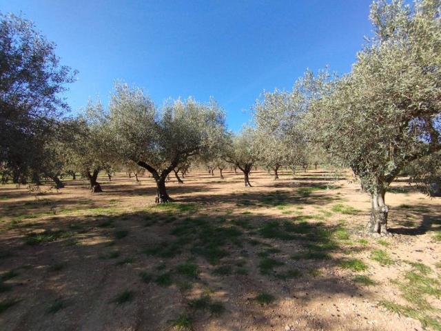 Terreno en Venta en Cervera del Maestre