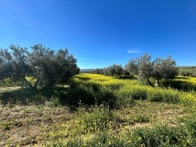 Terreno en Venta en Chimeneas