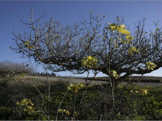 Terreno en Venta en Chiclana de la Frontera
