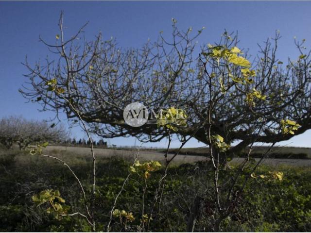 Terreno en Venta en Chiclana de la Frontera