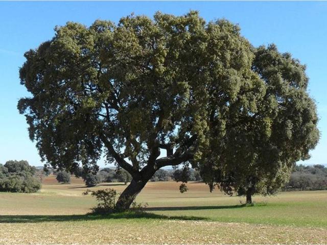 Terreno en Venta en Cipérez