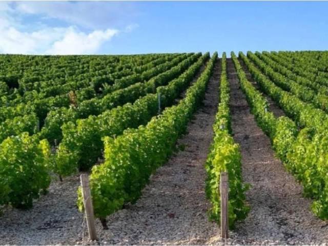 Terreno en Venta en Ciudad Real
