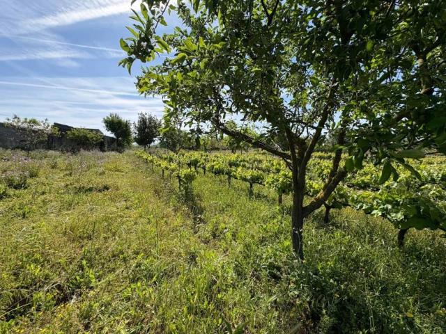 Terreno en Venta en Ciudad Rodrigo