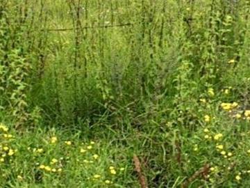 Terreno en Venta en Col. San Mateo Capulhuac, Otzolotepec, México