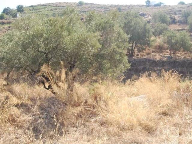 Terreno en Venta en Cómpeta