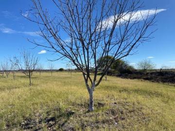 Terreno en venta en Concordia La Rosita, San Pedro, Coahuila de Zaragoza
