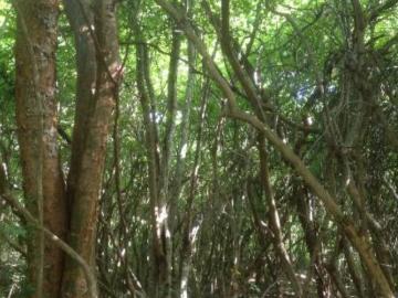 Terreno en venta en Conkal, Merida Yucatan