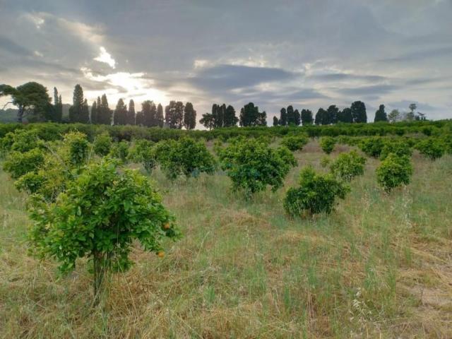 Terreno en venta en Corbera, Comunidad valenciana