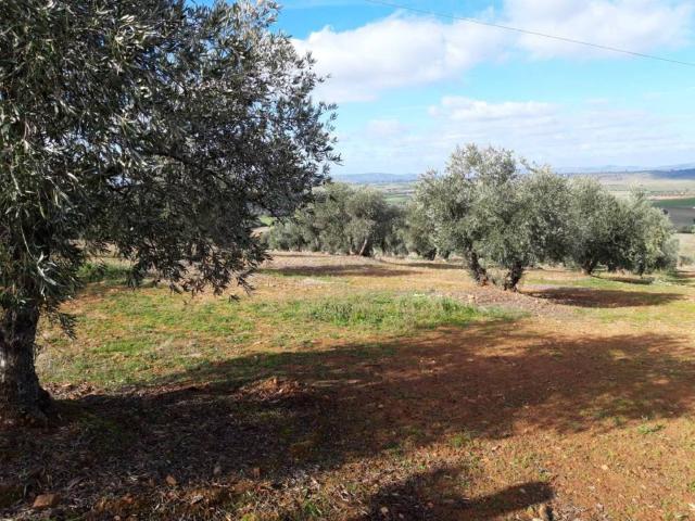 Terreno en Venta en Corral de Calatrava