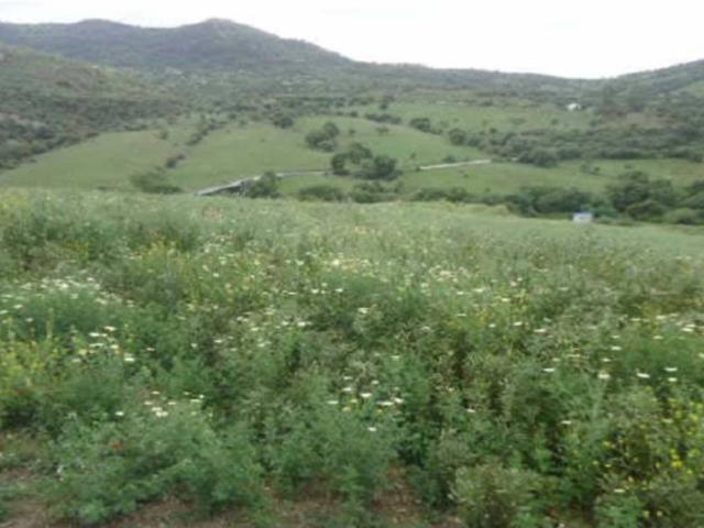 Terreno en Venta en Cortes de La Frontera