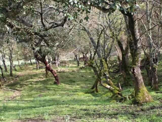 Terreno en Venta en Cortes de La Frontera