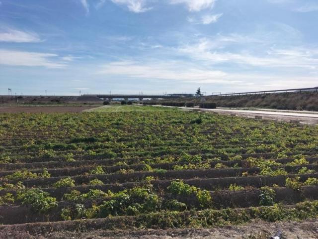 Terreno en venta en Cox, 03350
