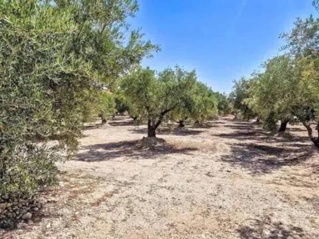 Terreno en Venta en Crevillent