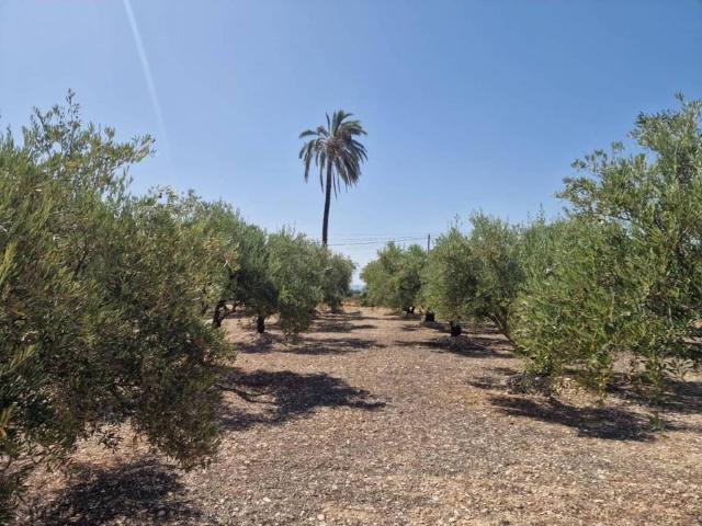 Terreno en Venta en Crevillent