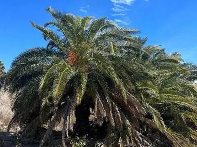 Terreno en Venta en Crevillent