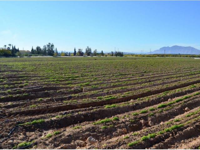 Terreno en Venta en Crevillent