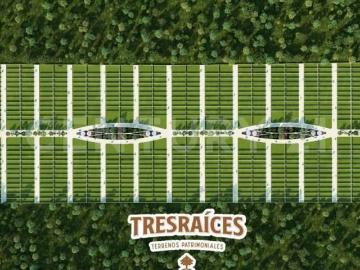 Terreno en Venta en Desarrollo Tres Raices Lote 224, en Flamboyanes, Progreso