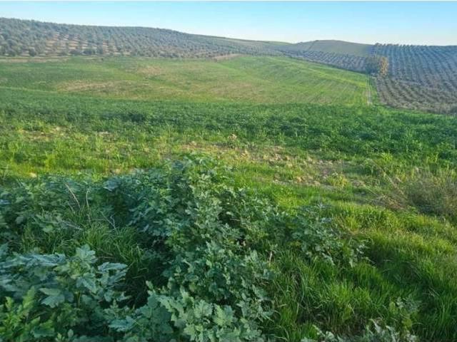 Terreno en Venta en Écija